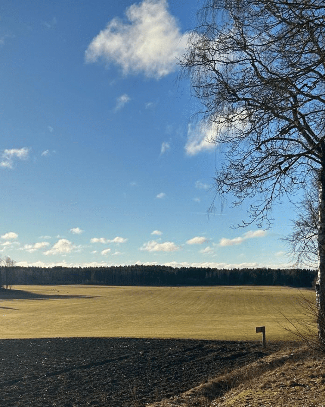 Siirtonurmen kasvatuspelto
